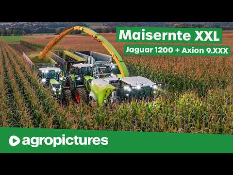 XXL corn harvest with Claas Jaguar 1200 and Agritechnica innovation Axion 9 | New choppers and tr...