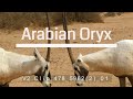 Arabian Oryx Fight مها عربية קרב ראמים