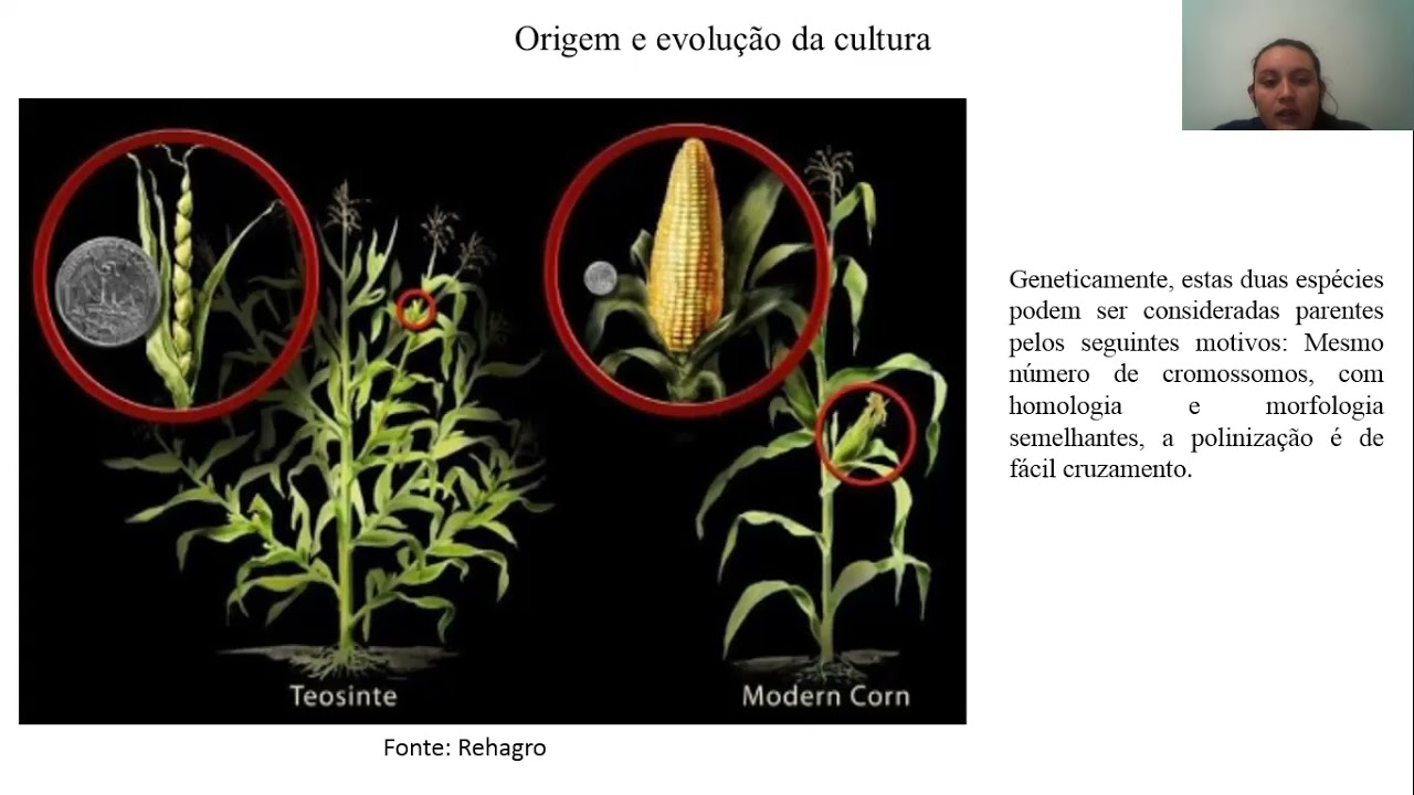 Melhoramento genético do Milho
