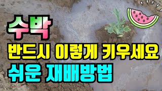 텃밭수박 심는방법, 수박 심는간격, 쉽게 관리하는 방법
