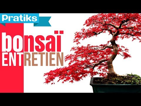 comment prendre soin d'un bonsai