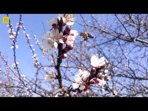 Апрельский медонос - абрикос, пасека и сады