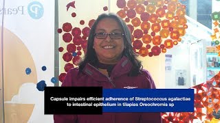 Capsule impairs efficient adherence of Streptococcus agalactiae to intestinal epithelium in tilapias Oreochromis sp