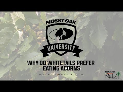 Why Do Whitetails Prefer Acorns - Early Season Whitetail Hunting Video