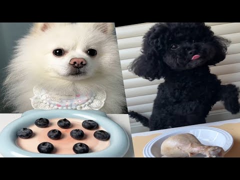 "Healthy Raw Food Choices for Dogs – Fruits vs. Meat!"