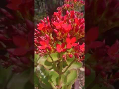 Ente kalancheo flowers /Malayalam /Hadiya's wonder world