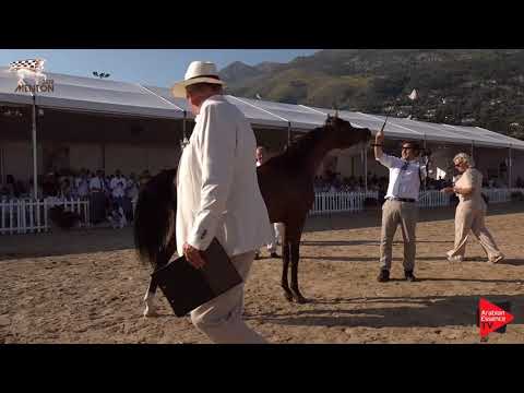 N.101 ZUHAYR AL SHAQAB - Menton 2019