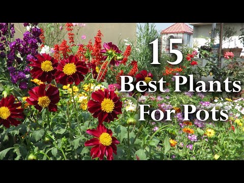 15 Best Seasonal Flowering Plants To Grow in Pots. Winter/Spring Plants For Small Spaces.