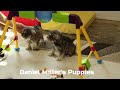 Miniature Schnauzer dogs for sale: Charlotte - Video 1