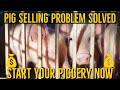 Start Your Own Pig Farm Now Pig Selling Problem Solved We Will Guide You Till Your Success