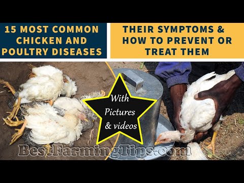 15 most common chicken and poultry DISEASES, their symptoms and how to prevent or treat them
