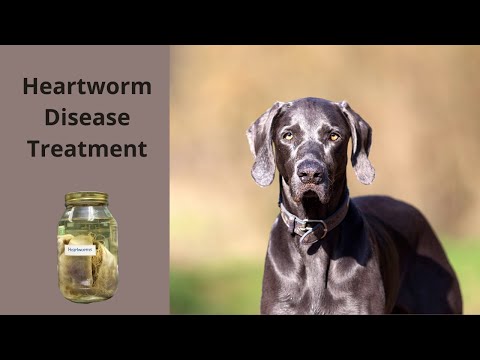 So Your Dog Has Heartworms, What Now?