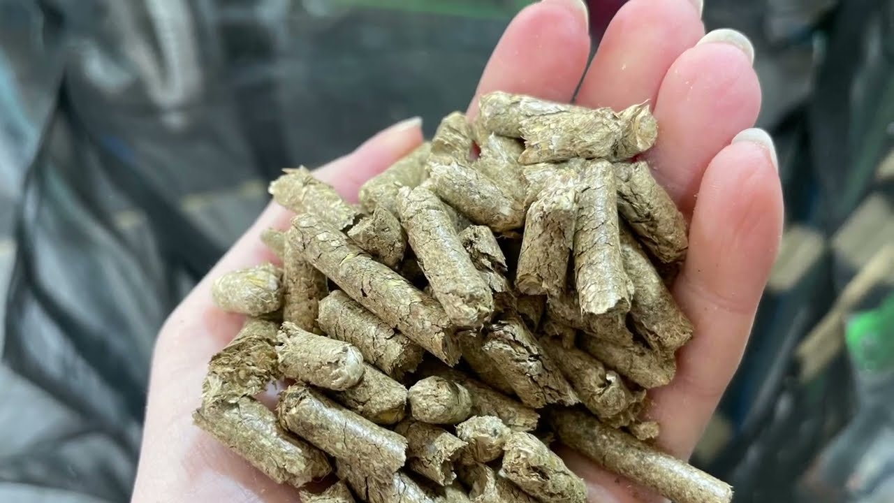Transformă resturi de paie în așternut de calitate