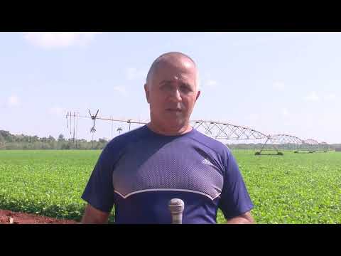 Agricultor Matancero que Lidera la Producción de Frijoles en Cuba 🌱🇨🇺