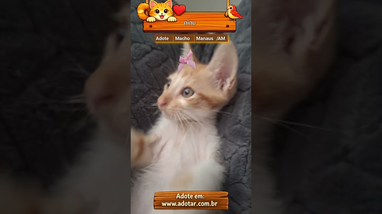 Gato raça SRD-ViraLata idade 2 a 6 meses nome ninu