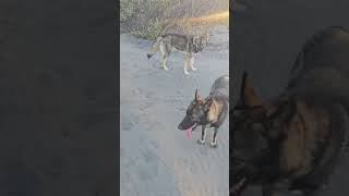 Download lagu Petualangan Bedjo Yunior taat saat dipanggil #dog #doglover #doglife #dogshorts #fyp mp3