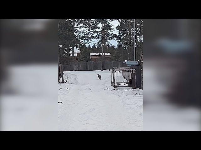 Незваный гость