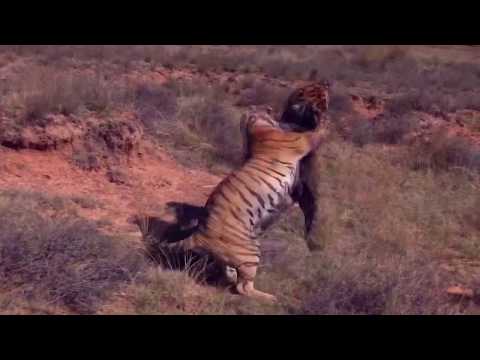 Alpha Wann x Kekra - Freestyle VRLA