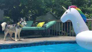 Husky vs Unicorn float