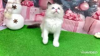 ラグドールの動画01