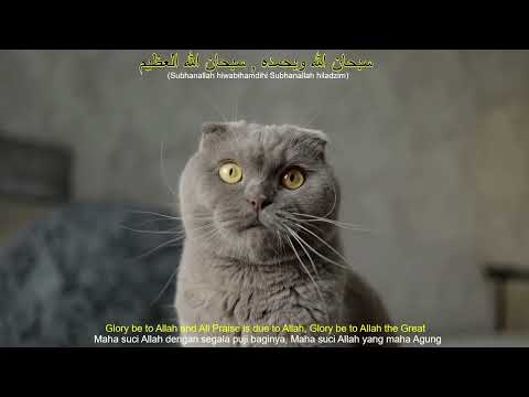 Subhanallah wa bihamdihi (Cats v.1). Zikir for children. Zikir anak anak. سبحان الله وبحمده