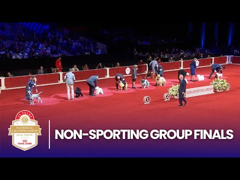 Non-Sporting Group Finals | 2025 AKC National Championship Presented by Royal Canin