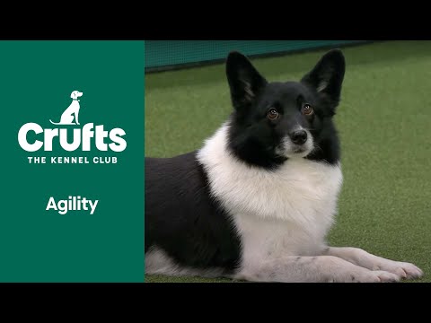 Agility - Crufts Singles Small/Medium/Intermediate/Large (Jumping) Part 1 | ​Crufts 2022