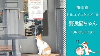 ハンバーガーショップのドアを開けて欲しい猫 | トルコ イスタンブール在住 野良猫ちゃん | Trukish Cat