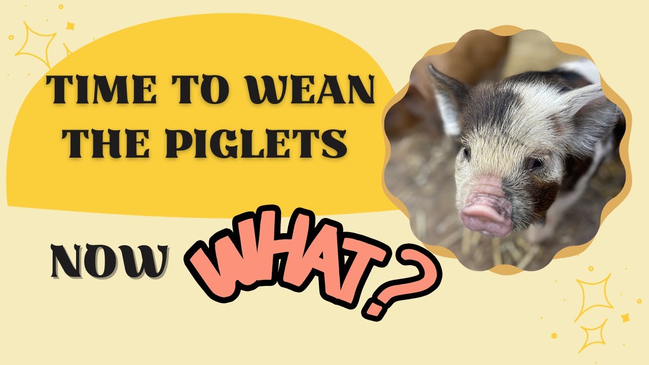 Time to Wean the Piglets for Beginners #weaning #yogihollowfarm