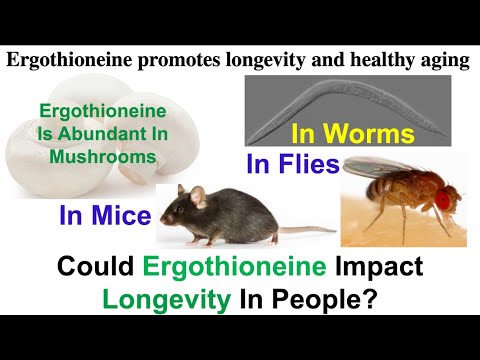Ergothioneine Extends Lifespan In Worms, Flies, And Mice: What About In People?