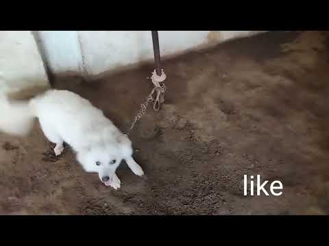 #happy international dog day  to all  puppies..🐶#my lucky girl....