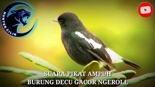 Download lagu SUARA PIKAT DAN MASTERAN BURUNG DECU AMPUH... mp3