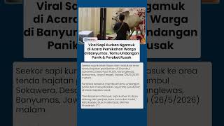 Viral Sapi Kurban Ngamuk di Acara Pernikahan Warga di Banyumas, Tamu Undangan Panik & Perabot Rusak