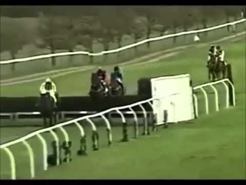 Fenton the dog spotted at a racecourse