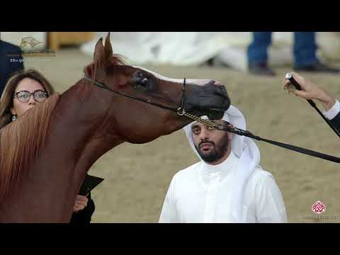 N 303 WISAL AL MAHA   22nd Qatar National 2019   Mares 7 to 10 years old Class 10A