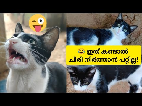 ഇത്ര കുസൃതി ഉള്ള പൂച്ചയെ കണ്ടിട്ടുണ്ടോ? 😹Cute & Funny Cat Video