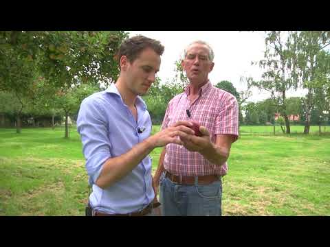 Reportage: Zelf appels plukken in een boomgaard in Twekkelo (TV Enschede)