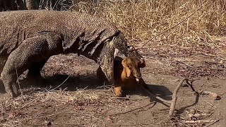 Komodo Dragon Hunts Goat – Nature’s Apex Predator in Action