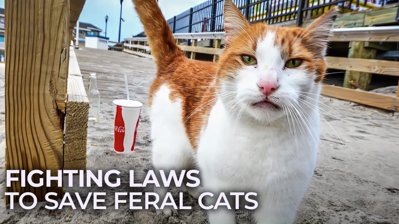 They Risk Everything to Feed Stray Cats