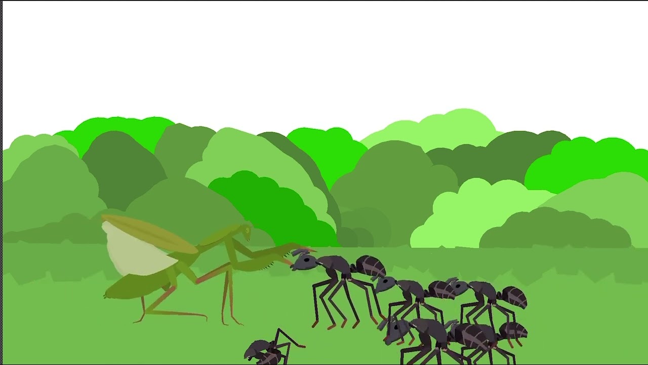 Ants hunt a big Praying mantis #sticknodes #insects