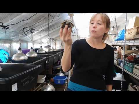 Tortoise Hibernation Beginners Guide - Tips on a safe winter tortoise care