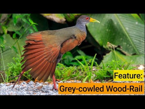 Birds Of The Panama Fruit Feeder: Gray-cowled Wood-Rail