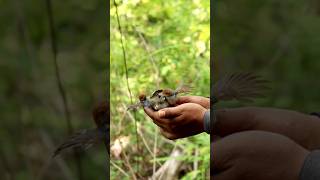 Download lagu Mikat burung prenjak kepala merah #burung #birds #birdsounds #prenjak mp3 Download lagu Mikat burung prenjak kepala merah #burung #birds #birdsounds #prenjak mp3