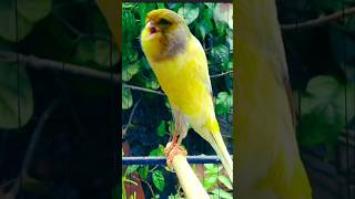 Download lagu Kenari Yorkshire Gacor Dor Istimewa mp3 Download lagu Kenari Yorkshire Gacor Dor Istimewa mp3