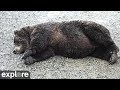 Large Brown Bear Takes A Nap