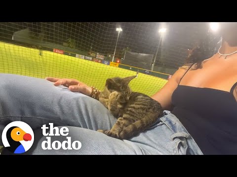 Stray Cat Jumped Into Woman's Lap During Third Inning | The Dodo