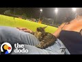 Stray Cat Jumped Into Woman S Lap During Third Inning The Dodo