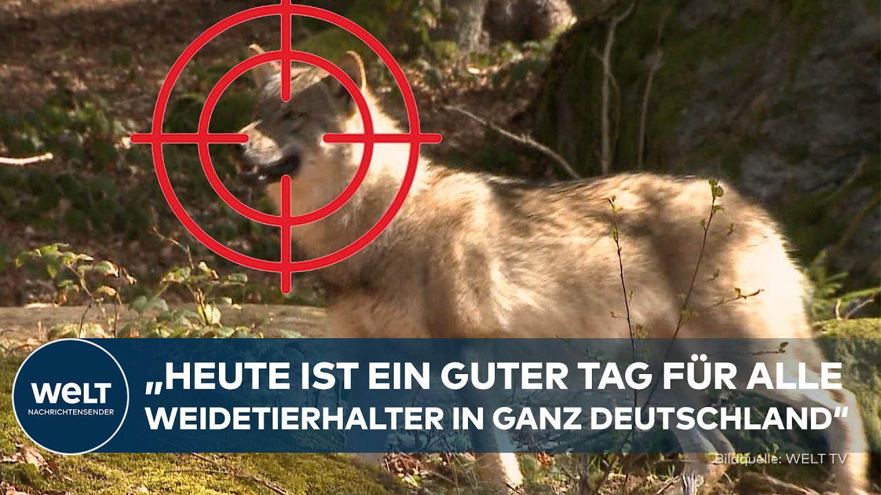 FEUER FREI AUF DEN WILDEN WOLF? Artenschutz zu erfolgreich ‒ jetzt dürfen Jäger zur Flinte greifen