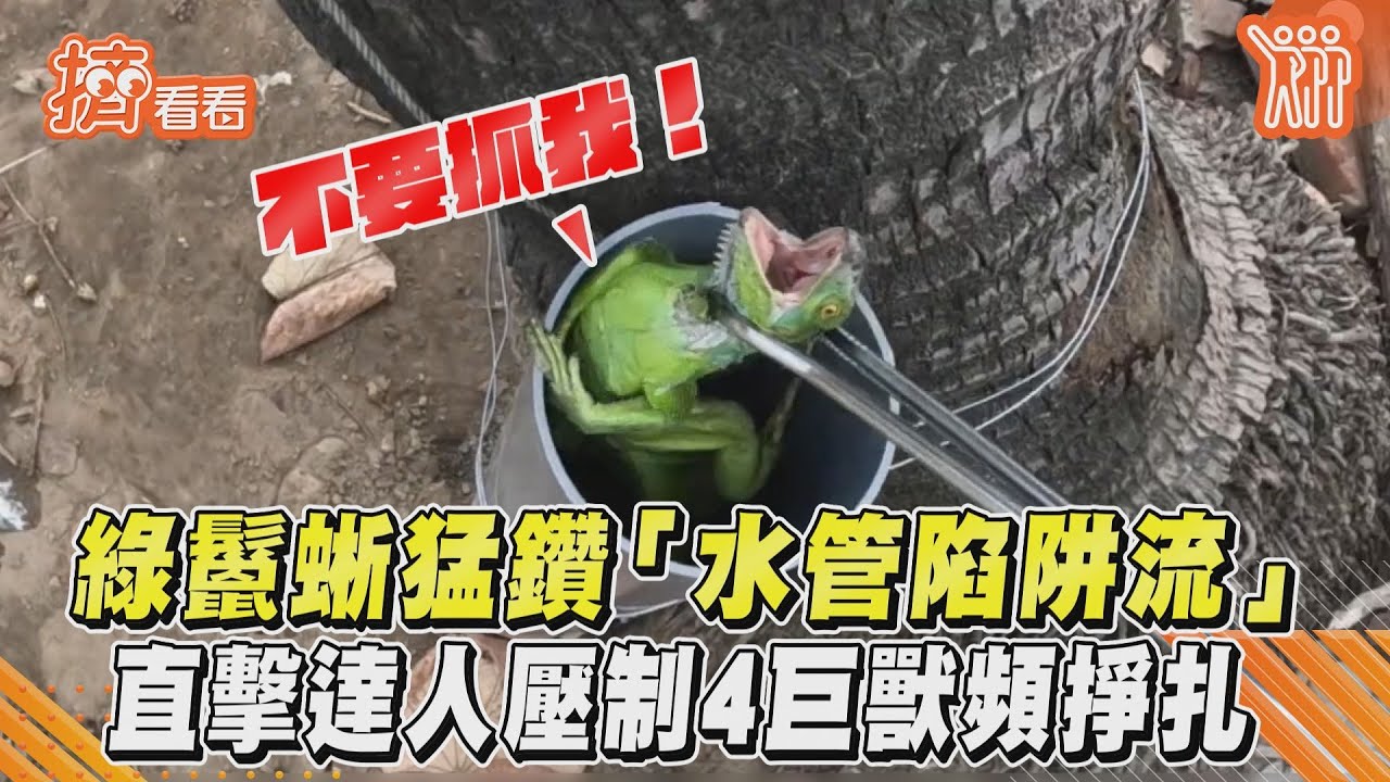 綠鬣蜥猛鑽「水管陷阱流」!直擊達人壓制4巨獸頻掙扎