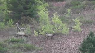 Wyoming Backcountry Elk